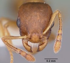 Temnothorax ambiguus casent0104803 head 1 by April Nobile. Used under a CC BY 4.0 license.
