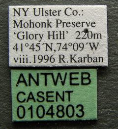 Temnothorax ambiguus casent0104803 label 1 by April Nobile. Used under a CC BY 4.0 license.