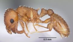 Temnothorax ambiguus casent0104803 profile 1 by April Nobile. Used under a CC BY 4.0 license.