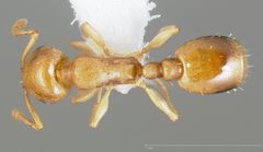 Temnothorax andrei casent0005683 dorsal 1 by wikipedia. Used under a CC BY 4.0 license.