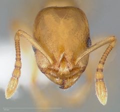Temnothorax andrei casent0005683 head 1 by wikipedia. Used under a CC BY 4.0 license.