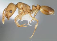 Temnothorax andrei casent0005683 profile 1 by wikipedia. Used under a CC BY 4.0 license.