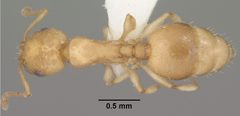 Temnothorax andrei casent0102835 dorsal 1 by Jen Fogarty. Used under a CC BY 4.0 license.