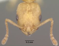 Temnothorax andrei casent0102835 head 1 by Jen Fogarty. Used under a CC BY 4.0 license.
