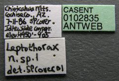 Temnothorax andrei casent0102835 label 1 by Jen Fogarty. Used under a CC BY 4.0 license.