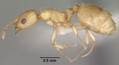 Temnothorax andrei casent0102835 profile 1 by Jen Fogarty. Used under a CC BY 4.0 license.