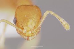 Temnothorax curvispinosus casent0003234 head 1 by wikipedia. Used under a CC BY 4.0 license.