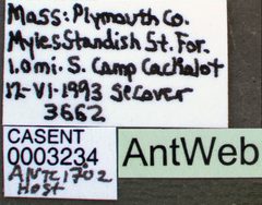 Temnothorax curvispinosus casent0003234 label 1 by April Nobile. Used under a CC BY 4.0 license.