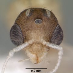 Temnothorax curvispinosus casent0104038 head 1 by April Nobile. Used under a CC BY 4.0 license.