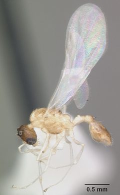 Temnothorax curvispinosus casent0104038 profile 2 by April Nobile. Used under a CC BY 4.0 license.