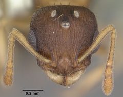 Temnothorax curvispinosus casent0104039 head 1 by April Nobile. Used under a CC BY 4.0 license.