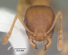 Temnothorax curvispinosus casent0104040 head 1 by April Nobile. Used under a CC BY 4.0 license.