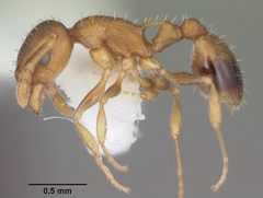 Temnothorax curvispinosus casent0104040 profile 1 by April Nobile. Used under a CC BY 4.0 license.