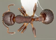 Temnothorax gallae casent0005684 dorsal 1 by wikipedia. Used under a CC BY 4.0 license.