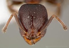 Temnothorax gallae casent0005684 head 1 by wikipedia. Used under a CC BY 4.0 license.
