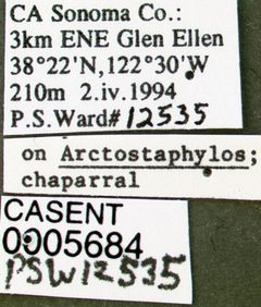 Temnothorax gallae casent0005684 label 1 by wikipedia. Used under a CC BY 4.0 license.