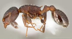 Temnothorax gallae casent0005684 profile 1 by wikipedia. Used under a CC BY 4.0 license.