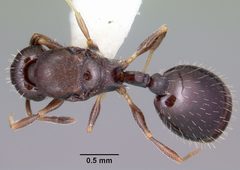 Temnothorax longispinosus casent0104819 dorsal 1 by April Nobile. Used under a CC BY 4.0 license.
