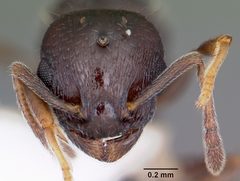 Temnothorax longispinosus casent0104819 head 1 by April Nobile. Used under a CC BY 4.0 license.