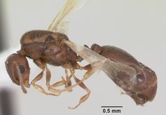 Temnothorax nevadensis casent0103166 profile 1 by April Nobile. Used under a CC BY 4.0 license.