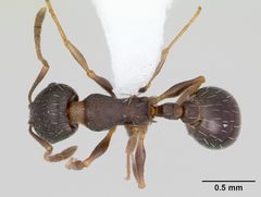 Temnothorax nevadensis casent0103385 dorsal 1 by April Nobile. Used under a CC BY 4.0 license.