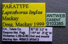 Temnothorax nevadensis casent0103385 label 1 by April Nobile. Used under a CC BY 4.0 license.