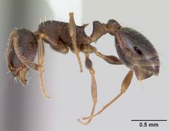 Temnothorax nevadensis casent0103385 profile 1 by April Nobile. Used under a CC BY 4.0 license.