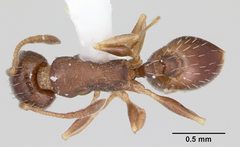 Temnothorax nevadensis casent0103389 dorsal 1 by April Nobile. Used under a CC BY 4.0 license.