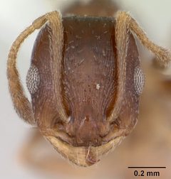 Temnothorax nevadensis casent0103389 head 1 by April Nobile. Used under a CC BY 4.0 license.