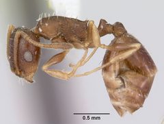 Temnothorax nevadensis casent0103389 profile 1 by April Nobile. Used under a CC BY 4.0 license.