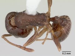 Temnothorax nevadensis casent0103390 dorsal 1 by April Nobile. Used under a CC BY 4.0 license.