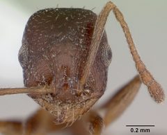 Temnothorax nevadensis casent0103390 head 1 by April Nobile. Used under a CC BY 4.0 license.