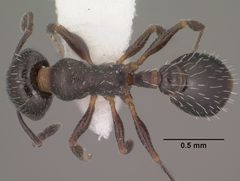Temnothorax obliquicanthus casent0102841 dorsal 1 by Jen Fogarty. Used under a CC BY 4.0 license.