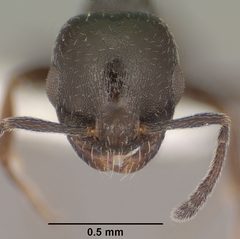 Temnothorax obliquicanthus casent0102841 head 1 by Jen Fogarty. Used under a CC BY 4.0 license.
