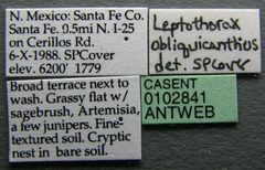 Temnothorax obliquicanthus casent0102841 label 1 by Jen Fogarty. Used under a CC BY 4.0 license.