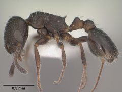 Temnothorax obliquicanthus casent0102841 profile 1 by Jen Fogarty. Used under a CC BY 4.0 license.