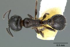 Temnothorax obliquicanthus casent0105859 dorsal 1 by Dan Kjar Smithsonian 2005. Used under a CC BY 4.0 license.