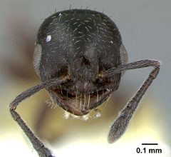 Temnothorax obliquicanthus casent0105859 head 1 by Dan Kjar Smithsonian 2005. Used under a CC BY 4.0 license.