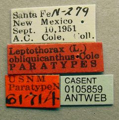Temnothorax obliquicanthus casent0105859 label 1 by Dan Kjar Smithsonian 2005. Used under a CC BY 4.0 license.