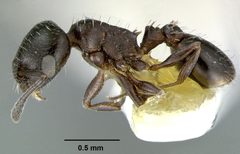 Temnothorax obliquicanthus casent0105859 profile 1 by Dan Kjar Smithsonian 2005. Used under a CC BY 4.0 license.
