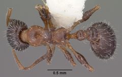 Temnothorax pergandei casent0102842 dorsal 1 by Jen Fogarty. Used under a CC BY 4.0 license.