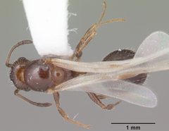 Temnothorax pergandei casent0104017 dorsal 1 by April Nobile. Used under a CC BY 4.0 license.