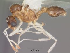 Temnothorax pergandei casent0104020 profile 1 by April Nobile. Used under a CC BY 4.0 license.