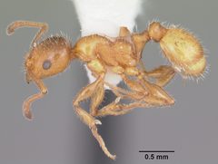 Temnothorax pergandei casent0104027 profile 1 by April Nobile. Used under a CC BY 4.0 license.