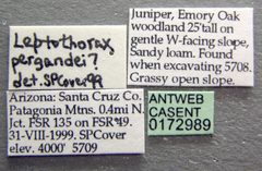 Temnothorax pergandei casent0172989 label 1 by April Nobile. Used under a CC BY 4.0 license.
