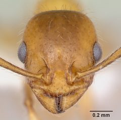 Temnothorax pergandei casent0172992 head 1 by April Nobile. Used under a CC BY 4.0 license.