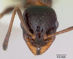 Temnothorax pergandei casent0172993 head 1 by April Nobile. Used under a CC BY 4.0 license.