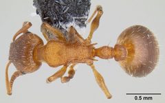 Temnothorax rugatulus casent0106025 dorsal 1 by Michael Branstetter. Used under a CC BY 4.0 license.