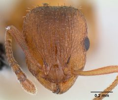 Temnothorax rugatulus casent0106025 head 1 by Michael Branstetter. Used under a CC BY 4.0 license.