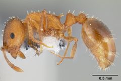 Temnothorax rugatulus casent0106025 profile 1 by Michael Branstetter. Used under a CC BY 4.0 license.
